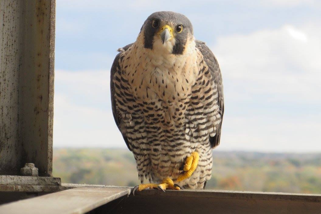 A large falcon perched in the nest